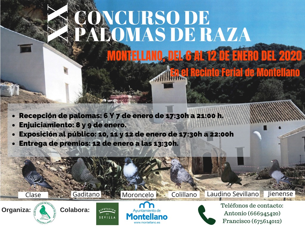 XX_concurso_palomas_raza