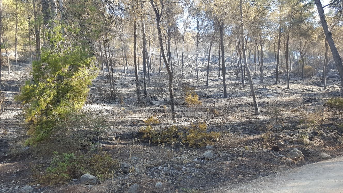incendio sierra