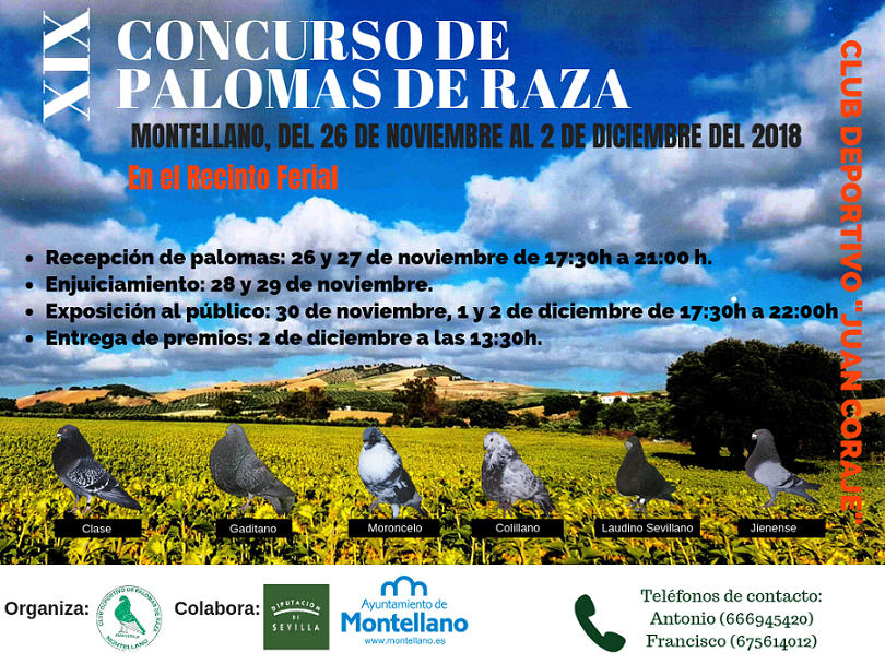 Concurso de palomas de raza