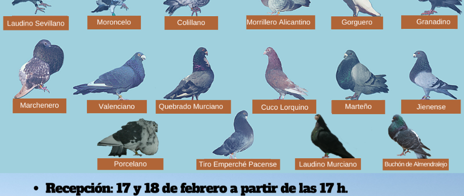 CAMPEONATO PROVINCIAL PALOMAS RAZA 2020